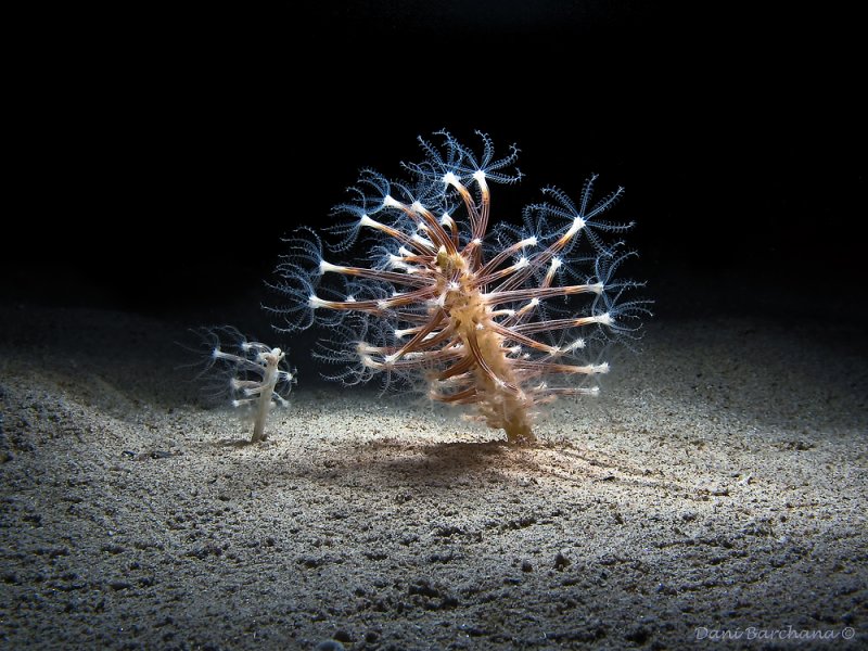 Представитель Семейства Veretillidae
